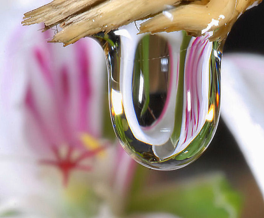 Geranio bianco allo specchio